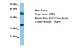 WBP1 Rabbit anti-Human, Polyclonal, Novus Biologicals 0.1ml; Unconjugated:Antibodies,